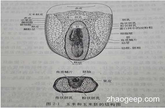 兆格分享:液壓榨油機(jī)壓榨玉米坯芽工藝