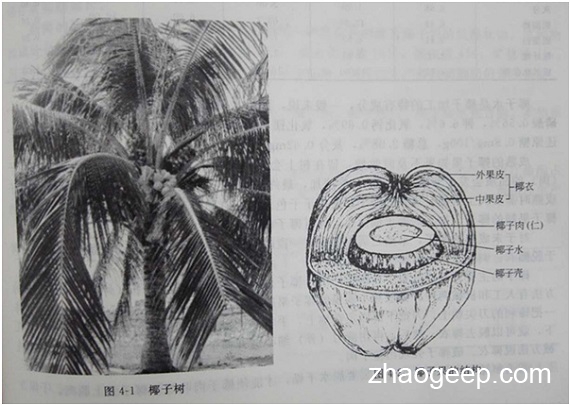 兆格分享:液壓榨油機(jī)壓榨椰子油的應(yīng)用